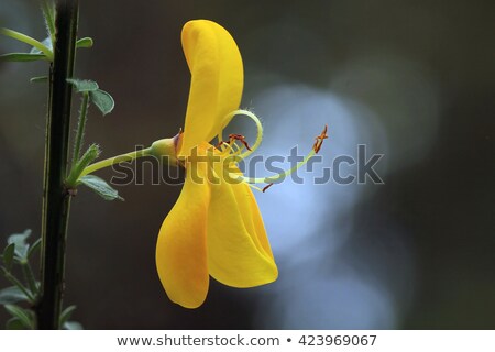 [[stock_photo]]: Genista Citso Scopario