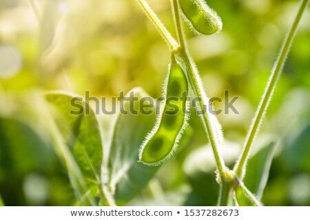 [[stock_photo]]: Young Soybean Plants