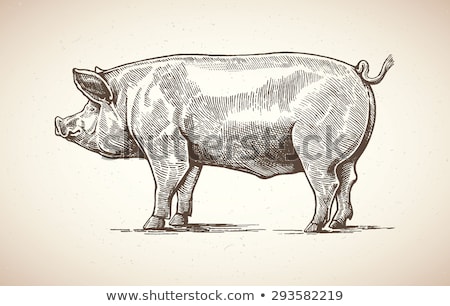 Foto stock: Domestic Pigs Pigs On A Farm In The Village