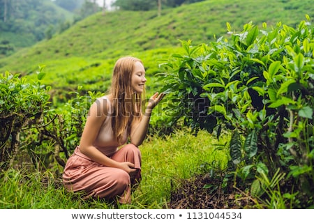 Сток-фото: Women Tourist At A Tea Plantation Natural Selected Fresh Tea Leaves In Tea Farm In Cameron Highlan