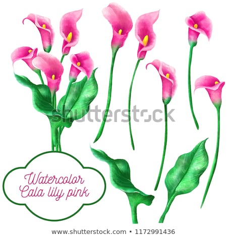 Foto stock: One Pink Cala Lily