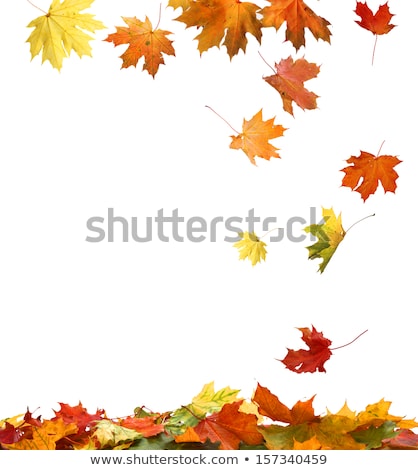Stok fotoğraf: Frame Of Autumn Leafs