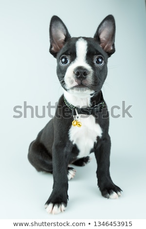 Stock fotó: Puppy Boston Terrier Portrait In A Grey Photo Studio