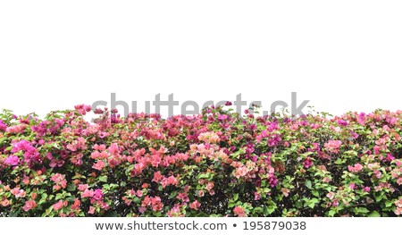 Сток-фото: Bougainvillea Flowers On White