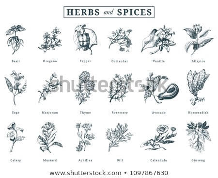 Foto stock: Rosemary Spice And Label Vector Illustration