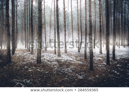 Foto stock: Mystery Snow Forest