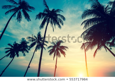 Сток-фото: Silhouettes Of Palm Trees Against The Sea Sunset