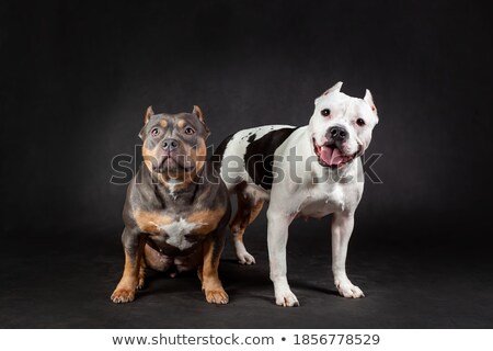 Zdjęcia stock: Couple Of Two Dogs In Love