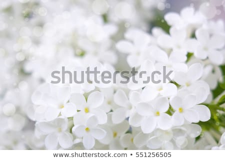 Stock photo: Blooming Lilac Flowers