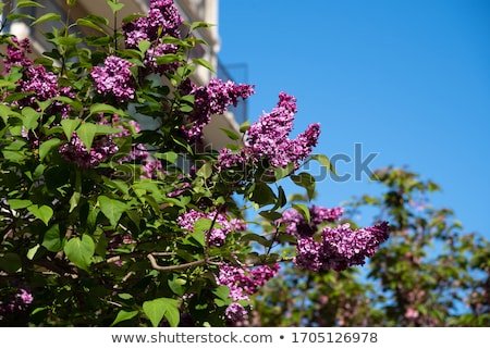 Stockfoto: Fragrant Lilac Bush In The Spring Garden