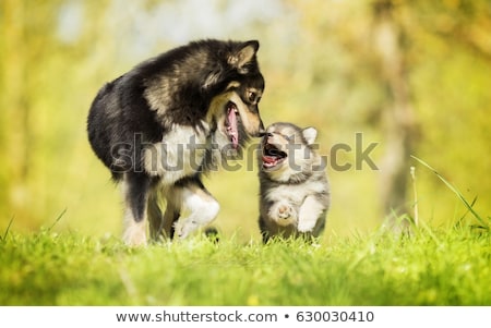 Stock photo: Puppy And Dog