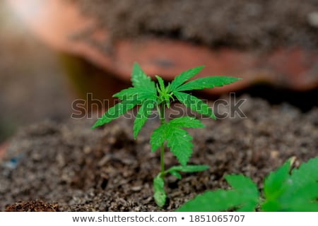 Stock photo: Marijuana