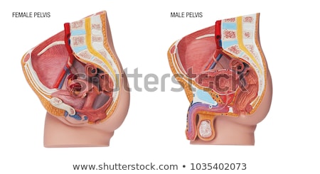 Stock photo: Male Reproductive System