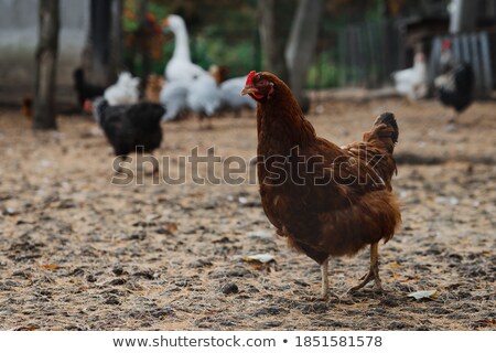 Foto stock: Chicken Eating Grass On Pasture Goose And Hen