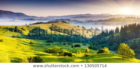 Foto stock: Summer Landscape In Carpathians