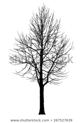 Stock foto: Tree With Bare Branches Line Icon