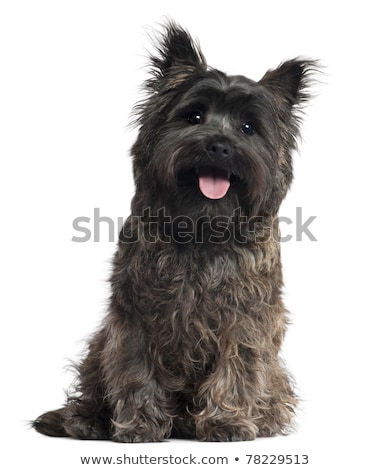 商業照片: Puppy Cairn Terrier Portrait In A White Studio