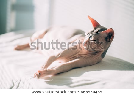 [[stock_photo]]: Lying Purebred Sphinx Cat