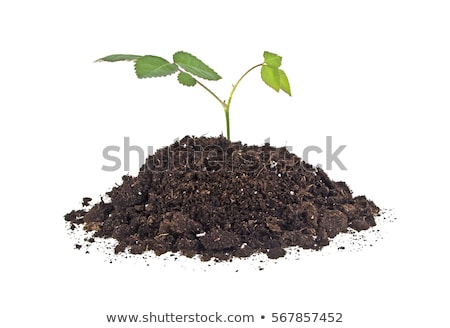 Stock photo: Growing Roses On The White Background Conceptual Image