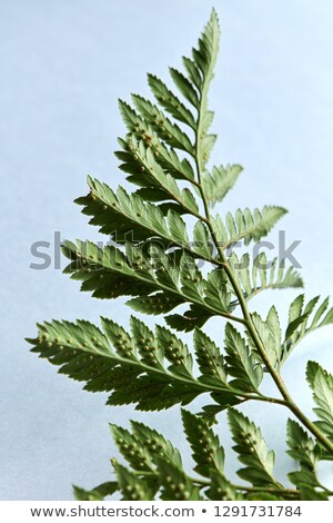 Stock foto: Fern Leaf Represented By The Reverse Side On A Gray Background With Bright Light And Space For Text