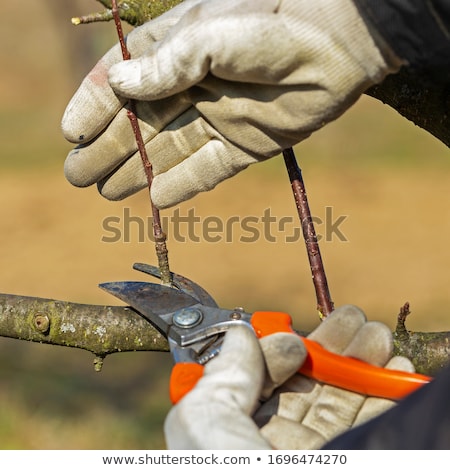 [[stock_photo]]: Agriculture Pruning In Orchard