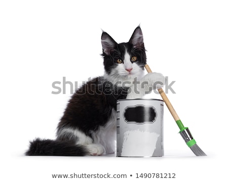 Zdjęcia stock: Black And White Solid Bicolor Maine Coon Cat On White