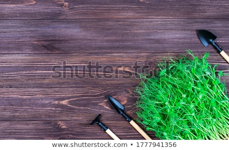 Foto d'archivio: Micro Greens Sprouts Of Peas