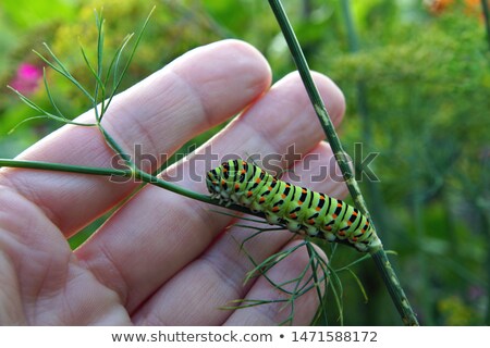 Stockfoto: Woman Eating A Branch Of Celery