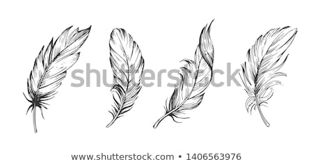 Stok fotoğraf: Feather Illustration