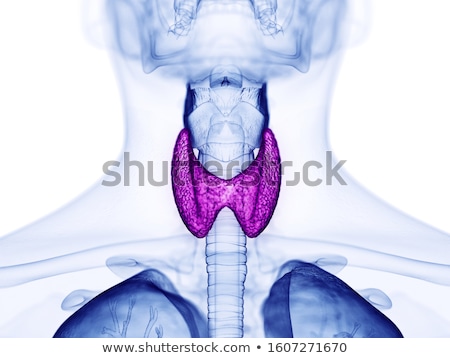 Сток-фото: 3d Rendered Illustration Of The Male Thyroid Gland