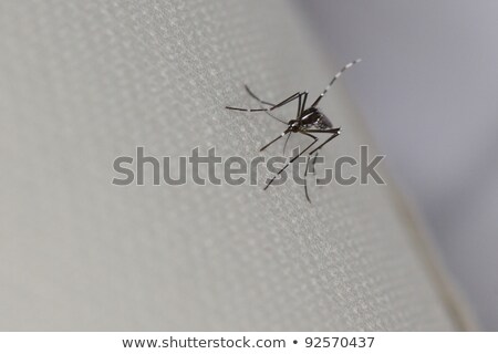 Сток-фото: зиатский · тигровый · комар · или · комар · в · лесной · день · Aedes · Albopictus · Stegomyia · Albopicta