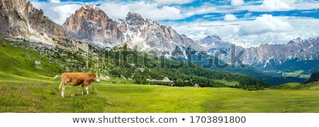 Foto stock: Cows In An Alpine Meadow