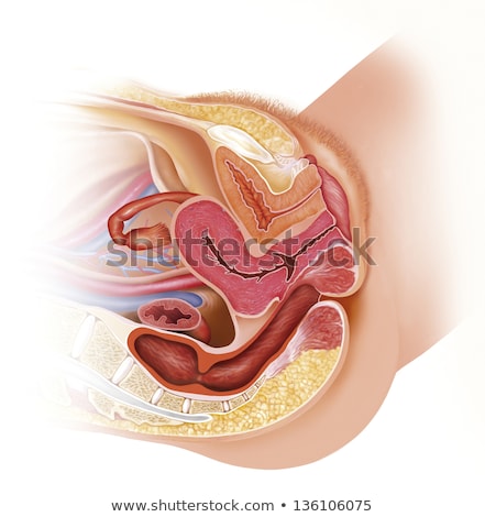 Foto d'archivio: Female Reproductive Tract