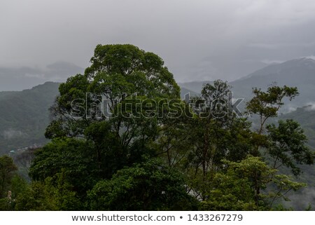 Foto d'archivio: Tropical Misty Rainforest Landscape Of Outdoor Park With Big Tree