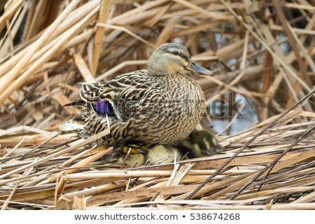 Stock photo: Mallard Ducks On A Boat