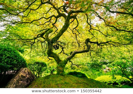 ストックフォト: Old Maple Tree At Japanese Garden