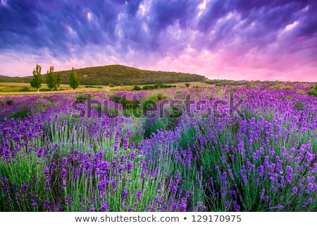 Stok fotoğraf: Sunset Over A Summer Lavender Field In Tihany