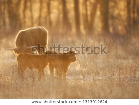 Stockfoto: Brown Scottish Highlander Calf In Meadow