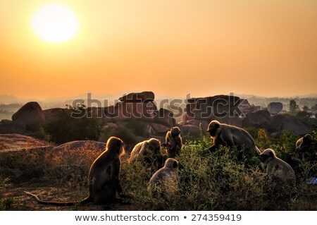 ストックフォト: Baby Monkey At Sunset