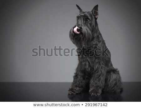 Stok fotoğraf: Miniature Schnauzer Licking His Lips In A Gray Studio Background