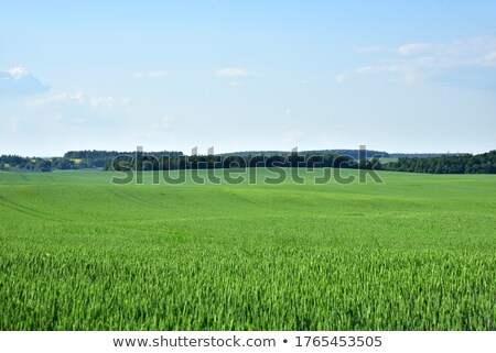 Zdjęcia stock: Wide View Of Bread Production In Bakery