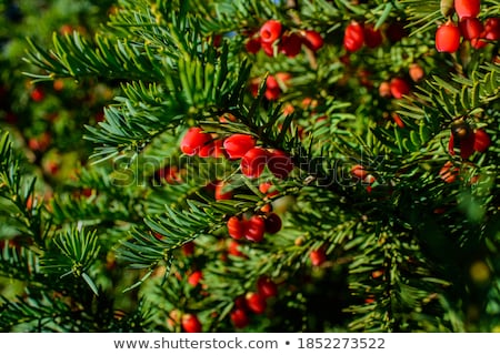 [[stock_photo]]: Red Berries Growing On Evergreen Yew Tree In Sunlight