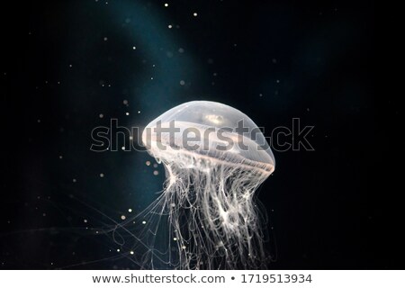 Сток-фото: Jellyfish In An Aquarium On A Dark Background
