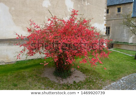 Foto stock: Blooming Chaenomeles Japonica