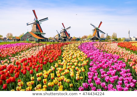 ストックフォト: Old Houses Of Zaanse Schans Netherlands