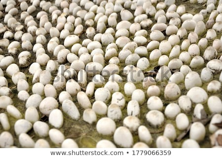 Zdjęcia stock: Close Up Of Pebble Stones On The Pavement For Foot Reflexology Selective Focus