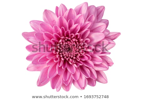 Stockfoto: Pink Chrysanthemum Flowers