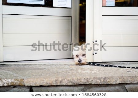 Stock photo: Dog Left Alone