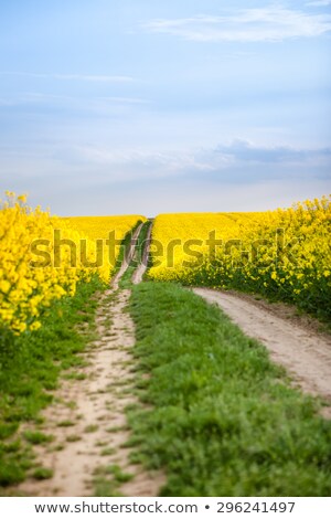 [[stock_photo]]: Dirt Path Through Farmland