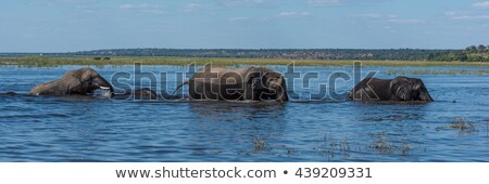 Stock photo: Panorama Of Elephants Crossing River In Line